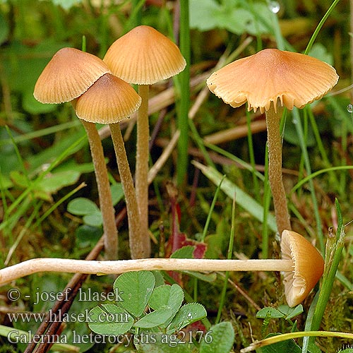 Galerina heterocystis ag2176