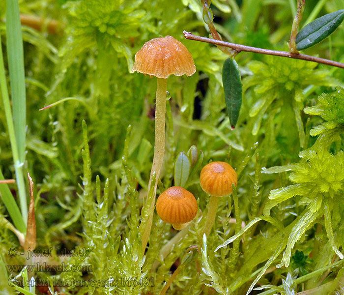 Galerina heterocystis