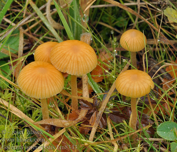 Groot mosklokje Galerina heterocystis clavata