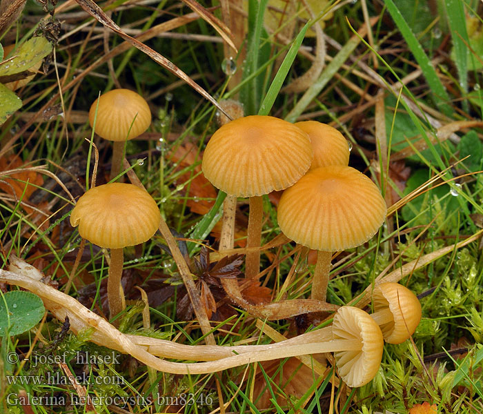 Čepičatka kyjovitá Groot mosklokje Galerina heterocystis