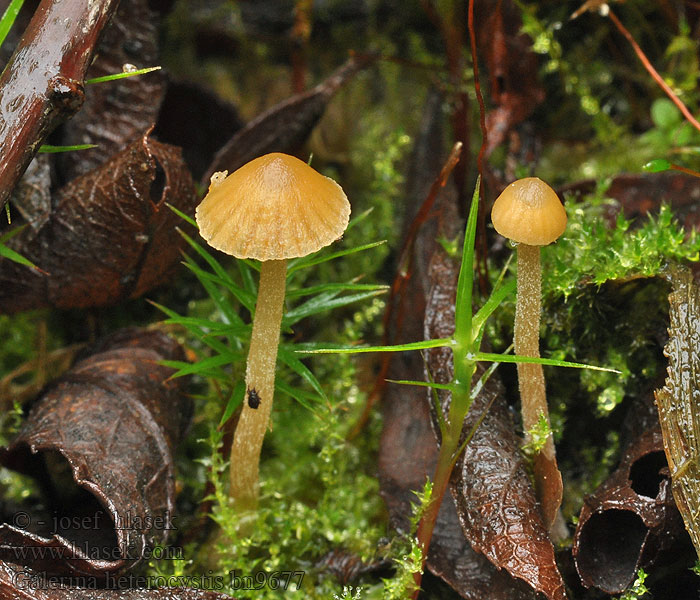 Galerina heterocystis