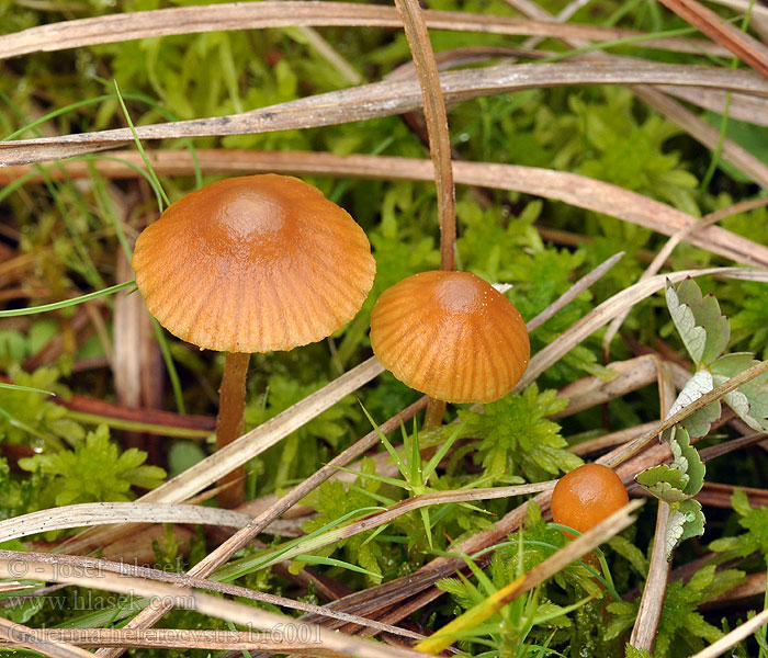 Galerina heterocystis Čepičatka kyjovitá Groot mosklokje