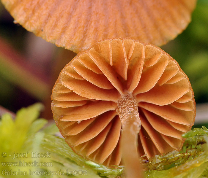 Galerina heterocystis clavata Mokrotna kučmica