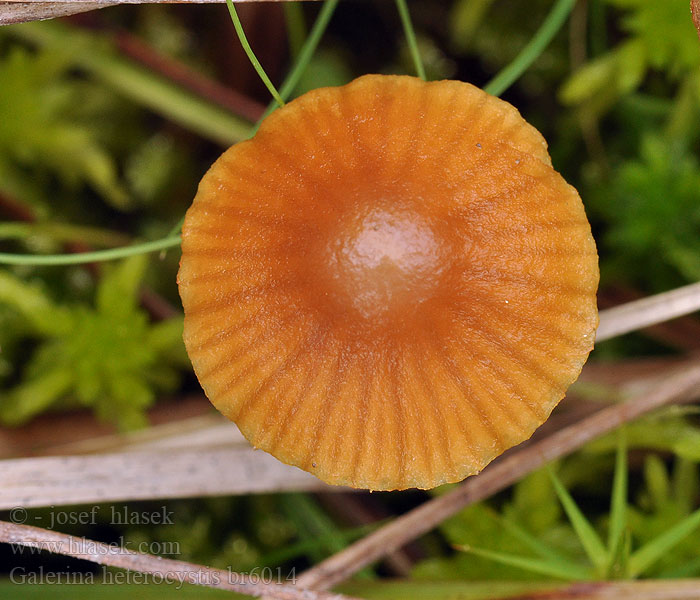 Galerina heterocystis clavata Čepičatka kyjovitá