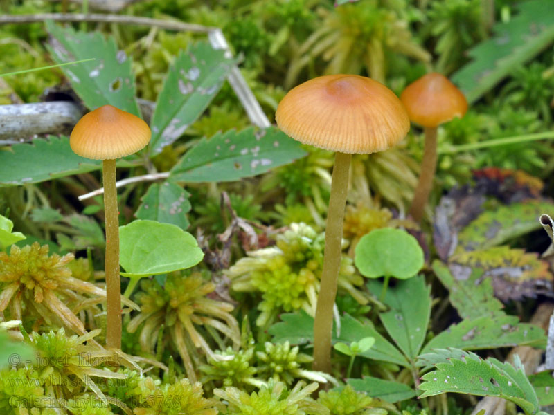 Galerina hybrida Čepičatka smíšená