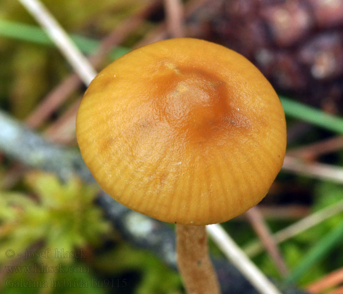 Galerina hybrida