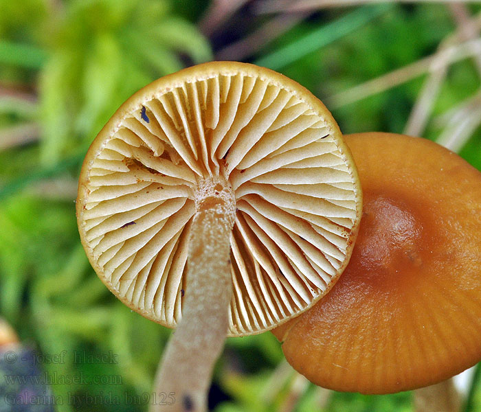 Galerina hybrida