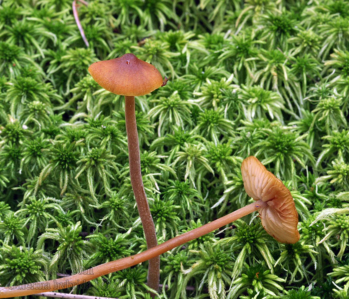 Galerina hybrida