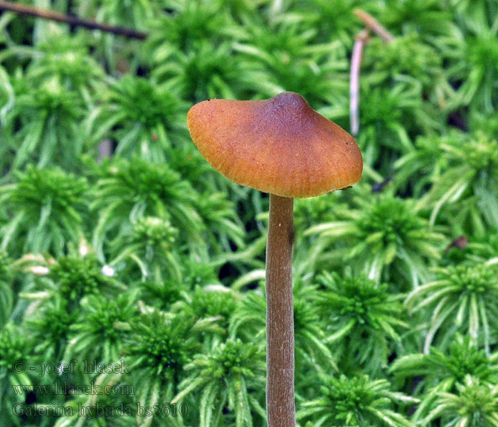 Galerina hybrida