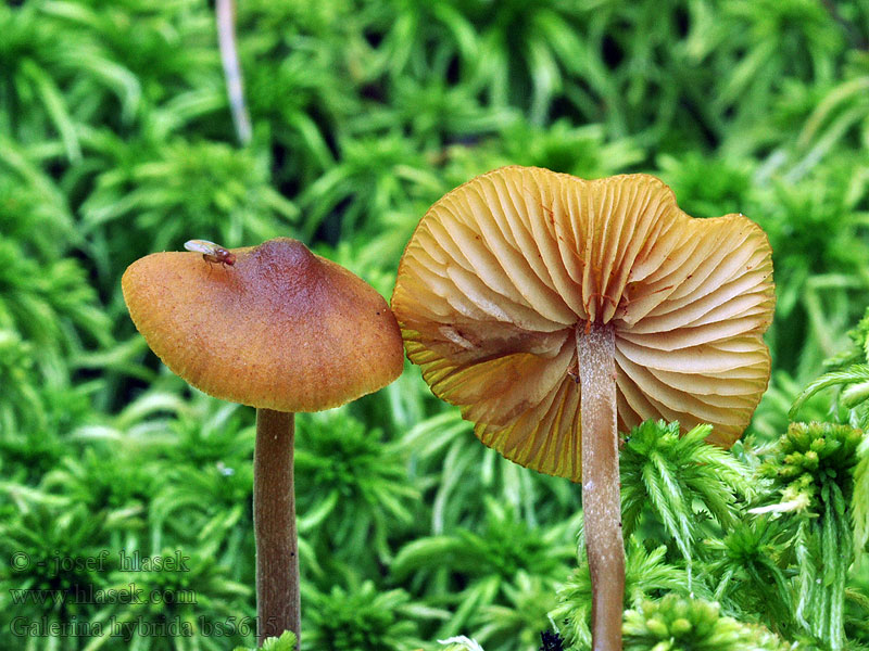 Galerina hybrida