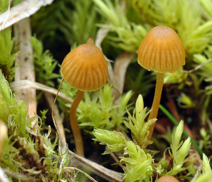 Galerina hypnorum