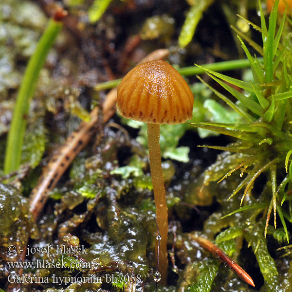 Galerina hypnorum Čepičatka mechová Kapucňovka machová