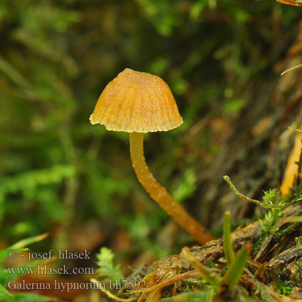 Galerina hypnorum bh7592