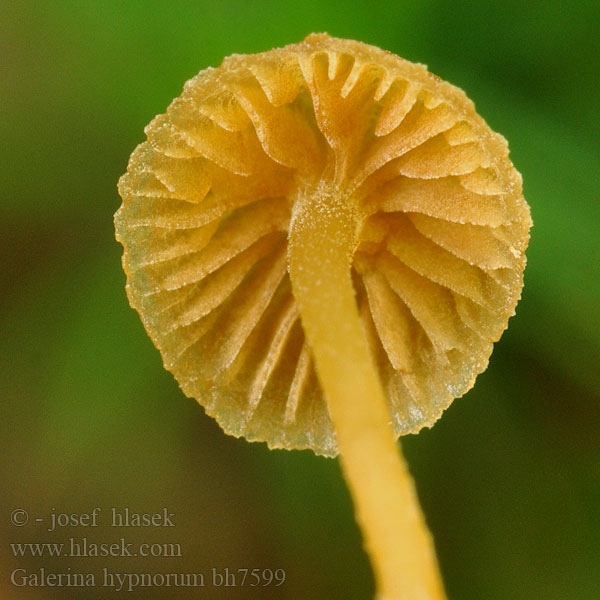 Galerina hypnorum bh7599