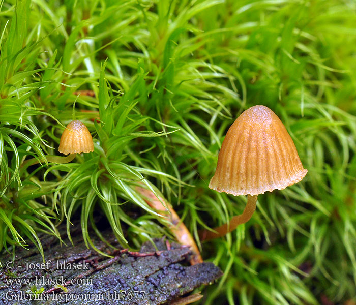 Galerina hypnorum bh7677