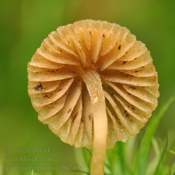 Галерина моховая Mosshätting Galerina hypnorum