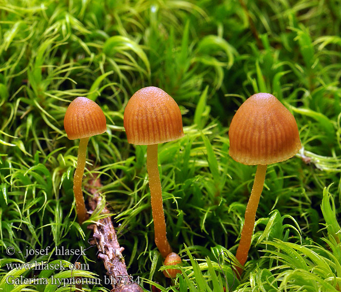 Galerina hypnorum bh7734