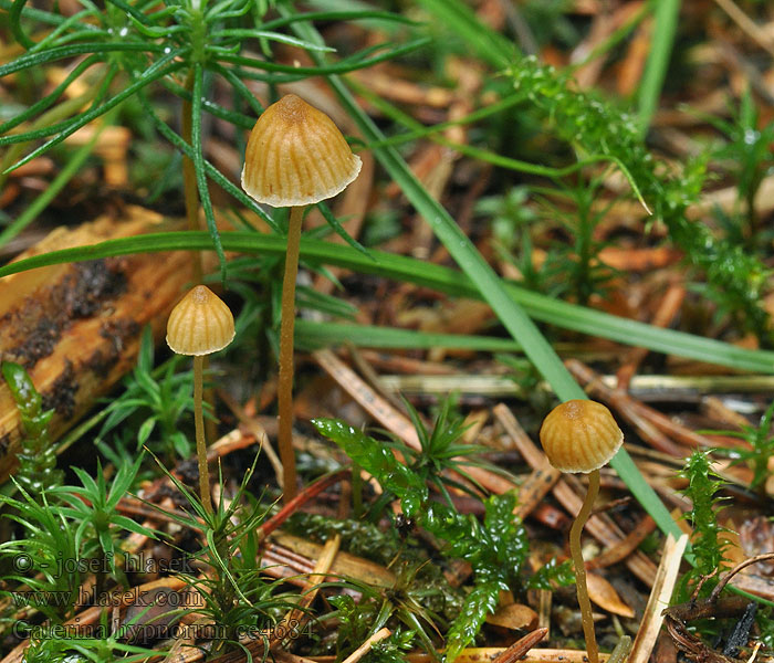 Čepičatka mechová Galerina hypnorum