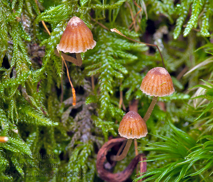 Kapucňovka machová Helmeted logger Galerina hypnorum