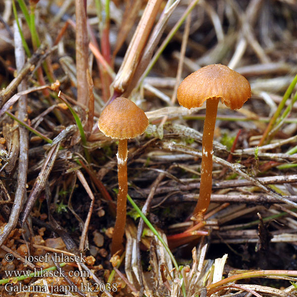 Galerina jaapii Ringkärrhätting Галерина Яапа