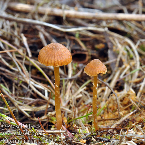 Galerina jaapii bk2043