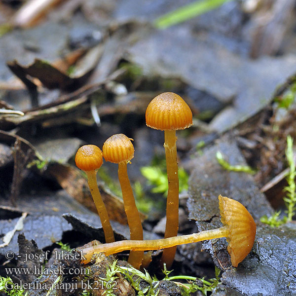 Galerina jaapii bk2162