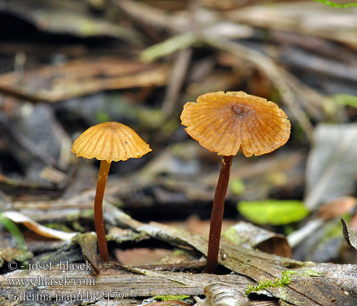 Galerina jaapii bk2179