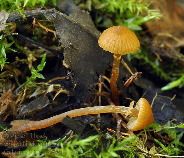 Galerina jaapii Čepičatka límečková