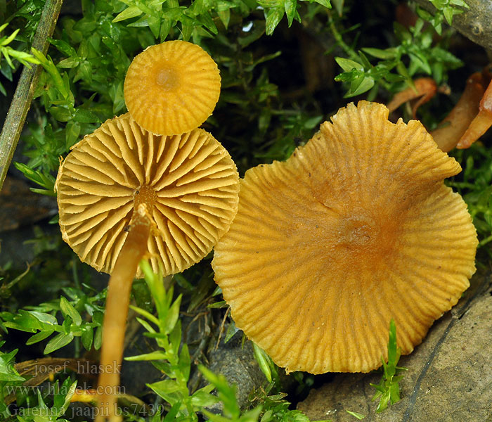 Galerina jaapii Галерина Яапа