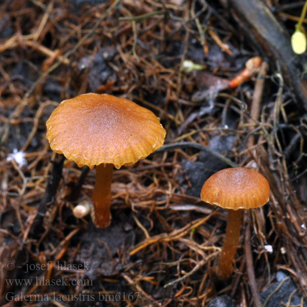 Galerina lacustris