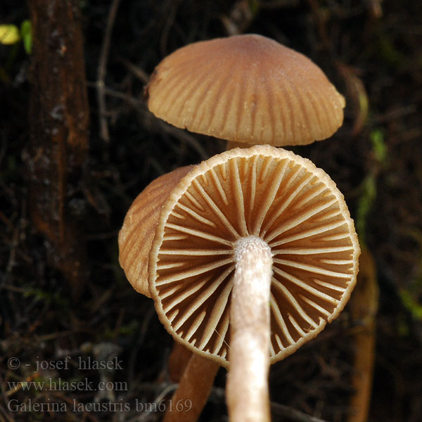 Galerina lacustris