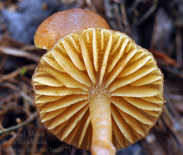 Galerina lacustris