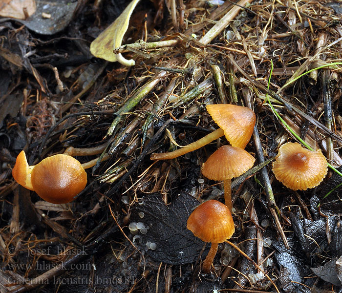 Galerina lacustris