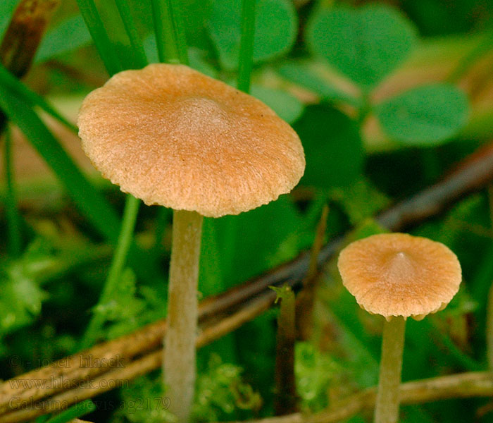 Čepičatka hladká Galerina laevis