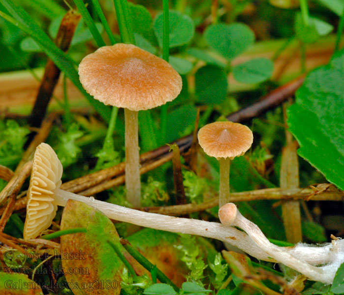 Gelblicher Rasenhäubling Galerina laevis