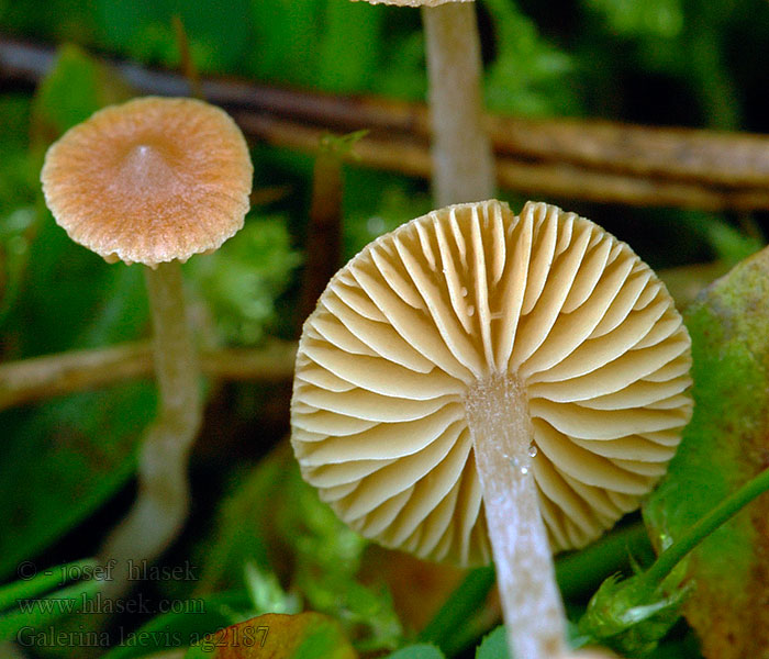 Galerina laevis