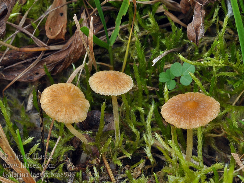 Galerina laevis graminea Čepičatka hladká Gelblicher Rasenhäubling Grasmosklokje Kapucňovka hladká Plæne-Hjelmhat Ängshätting Nurminääpikkä Galère lisse Plenklokkehatt Галерина гладкая