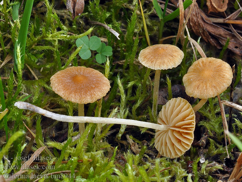 Grasmosklokje Kapucňovka hladká Plæne-Hjelmhat Ängshätting Nurminääpikkä Galère lisse Plenklokkehatt Галерина гладкая Galerina laevis graminea Čpičatka hladká Gelblicher Rasenhäubling