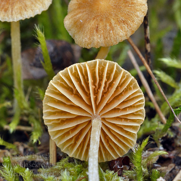 Nurminääpikkä Galère lisse Plenklokkehatt Галерина гладкая Galerina laevis graminea Čpičatka hladká Gelblicher Rasenhäubling Grasmosklokje Kapucňovka hladká Plæne-Hjelmhat Ängshätting