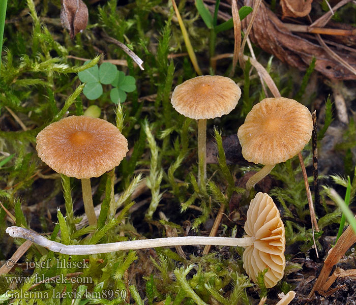 Галерина гладкая Galerina laevis graminea Čpičatka hladká Gelblicher Rasenhäubling Grasmosklokje Kapucňovka hladká Plæne-Hjelmhat Ängshätting Nurminääpikkä Galère lisse Plenklokkehatt