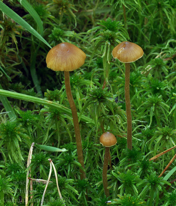 Galerina mairei Čepičatka holeňová