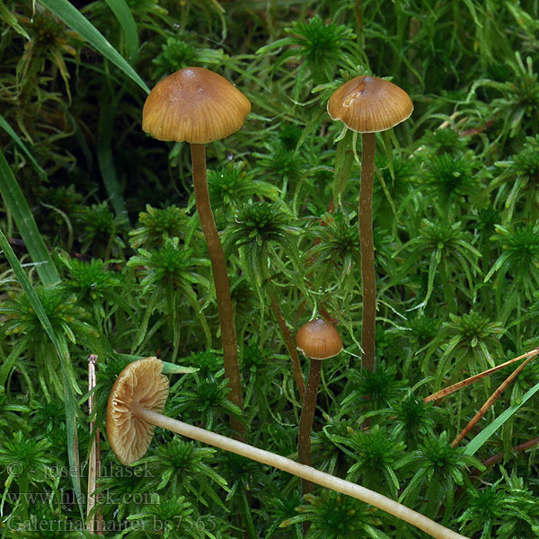 Galerina mairei Čepičatka holeňová