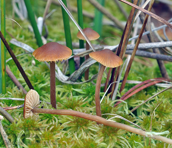 Galerina mairei Čepičatka holeňová