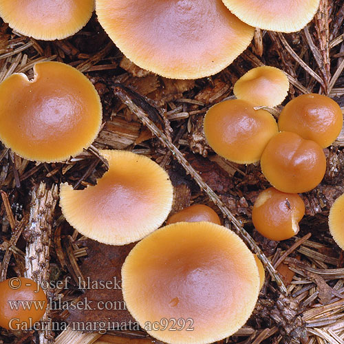 Galerina marginata autumnalis Pholiota Gift-Haeubling Gifthäubling Nadelholz-Häubling Eglinė kūgiabudė Hełmówka obrzeżona jadowita Čepičatka jehličnatá jehličnanová Kapucňovka okrovohnedastá Flatklokkehatt Randbæltet hjelmhat Myrkkynääpikkä Galère marginée Bundelmosklokje Fenyves turjángomba Fenyő tőkegomba Галерина отороченная окаймленная Obrobljena kučmica Gifthätting