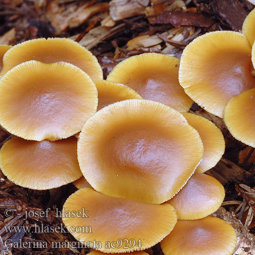 Galerina marginata ac9294