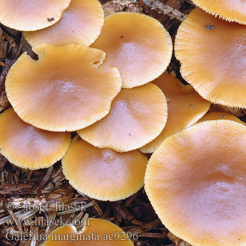 Galerina marginata ac9296