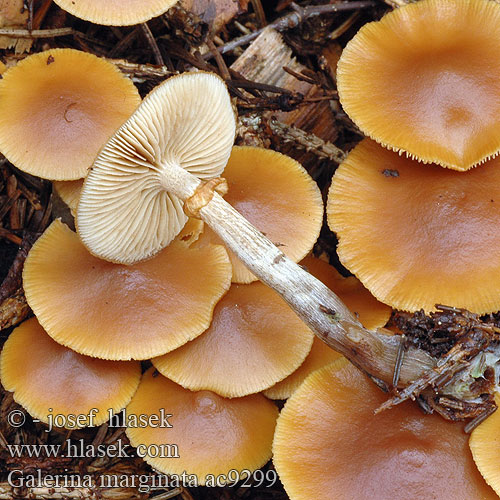 Galerina marginata ac9299