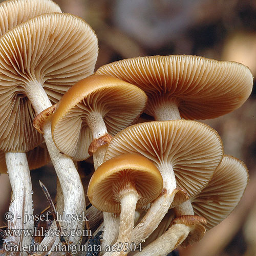 Galerina marginata ac9304