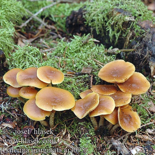 Galerina marginata Galère marginée Bundelmosklokje Fenyves turjángomba Fenyő tőkegomba Галерина отороченная окаймленная Obrobljena kučmica Gifthätting autumnalis Pholiota Gift-Haeubling Gifthäubling Nadelholz-Häubling Eglinė kūgiabudė Hełmówka obrzeżona jadowita Čepičatka jehličnatá jehličňanová Kapucňovka okrovohnedastá Flatklokkehatt Randbæltet hjelmhat Myrkkynääpikkä