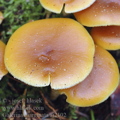 Galerina marginata Fenyves turjángomba Fenyő tőkegomba Галерина отороченная окаймленная Obrobljena kučmica Gifthätting autumnalis Pholiota Gift-Haeubling Gifthäubling Nadelholz-Häubling Eglinė kūgiabudė Hełmówka obrzeżona jadowita Čepičatka jehličnatá jehličňanová Kapucňovka okrovohnedastá Flatklokkehatt Randbæltet hjelmhat Myrkkynääpikkä Galère marginée Bundelmosklokje